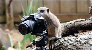 Illustration for article titled Meerkats - Better at Acting in Nature Shows than Photography